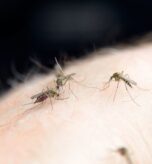 Malaria Recovery Tips