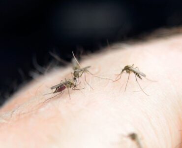 Malaria Recovery Tips